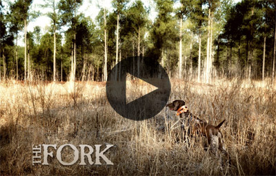 Quail Hunting at the Fork