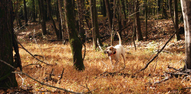 Hunting at The Fork